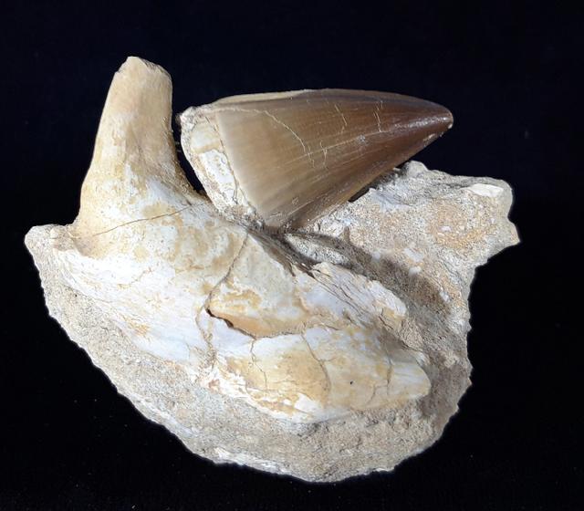 Mosasaurus beaugei ARAMBOURG 1952 & Knochenrest non det. - Bild © FossNet FossilienStore